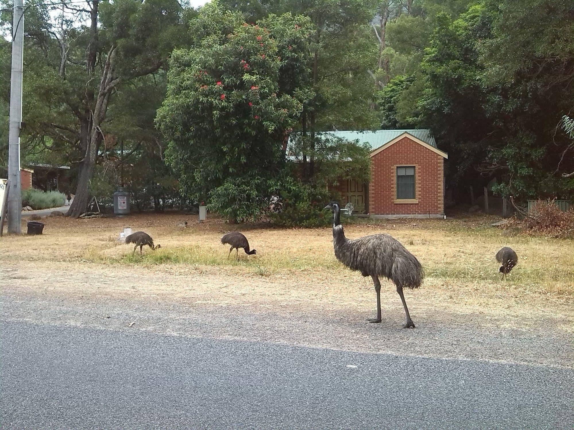 Heatherlie Cottages Halls Gap Bagian luar foto
